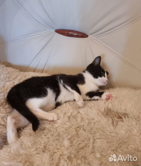 Продаю котенка