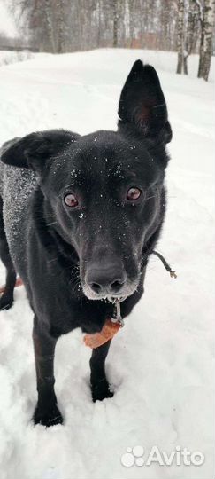 Дарт очень хочет домой(Собака из приюта)