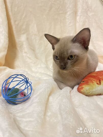 Бурманские котята