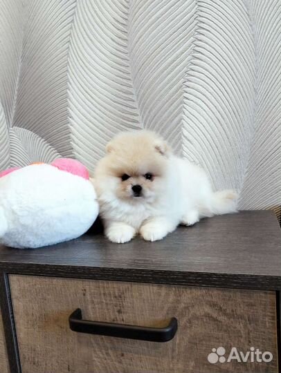 Белые и крем мальчики