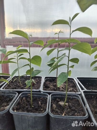 Папая, аннона