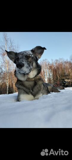 Случка собак