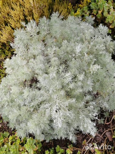 Многолетники для сада цветы