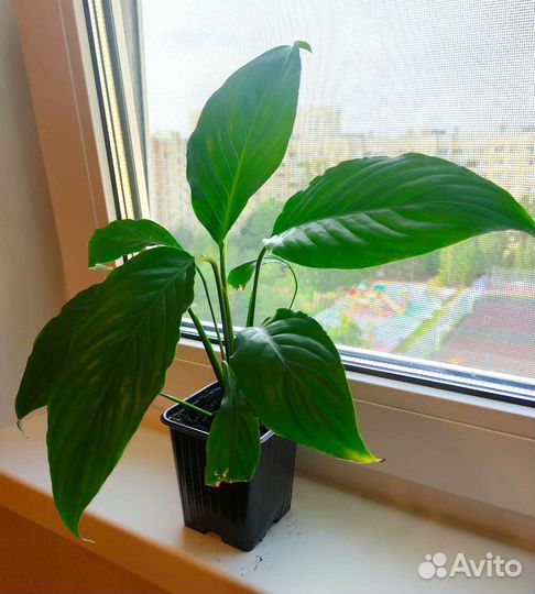 Спатифиллум женское счастье