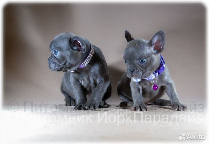 Французский бульдог мини девочки