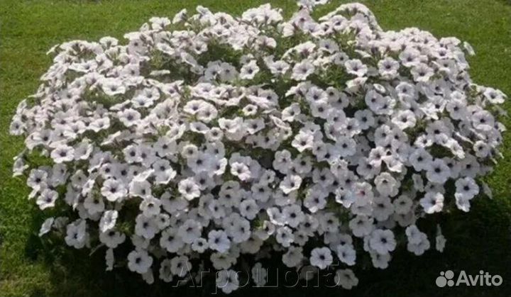 Петуния тайдал вейв сильвер, ред велюр, петхоа