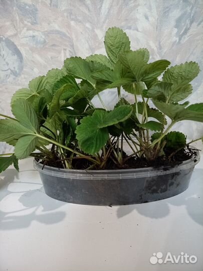 Клубника Купчиха Рассада