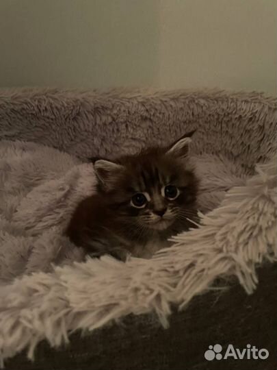 Котята мейн-кун