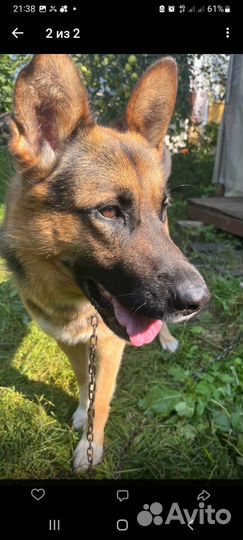 Немецкая овчарка