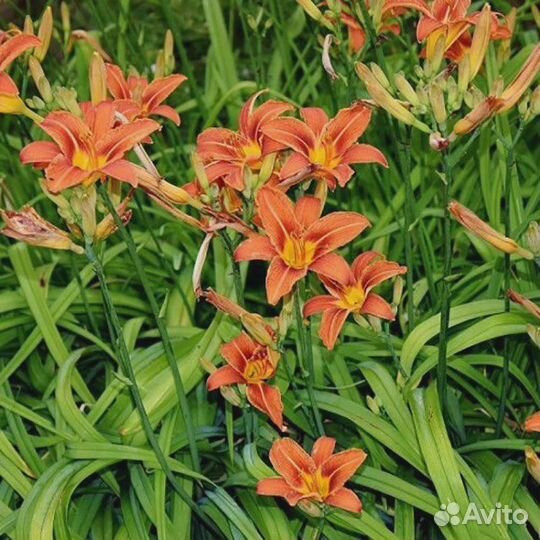 Лилейник оранжевый