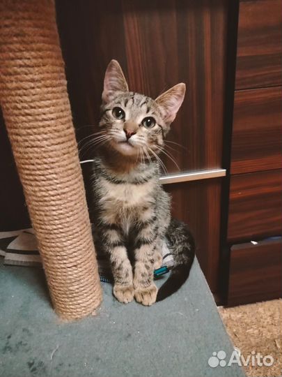 Котенок мальчик в добрые руки