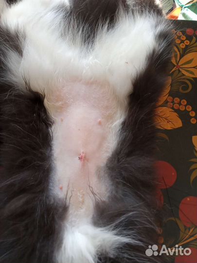 Ветеринар на дом, стерелизация,эвтаназия,кремация