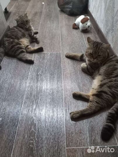 Шотландский кот на вязку