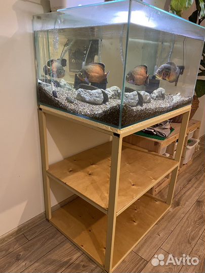 Аквариум 200л + Астронотусы