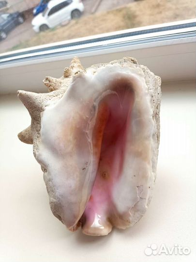 Морские ракушки раковины