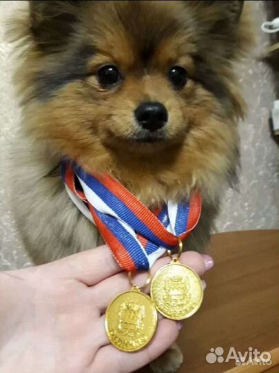 Щенки немецкого шпица