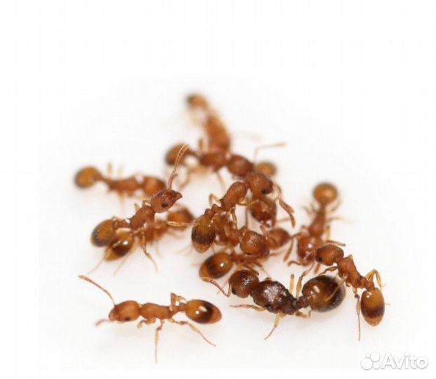 Муравьи для муравьиной фермы