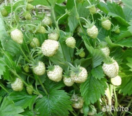 Ремонтантная земляника от взрослая,плодоносящая