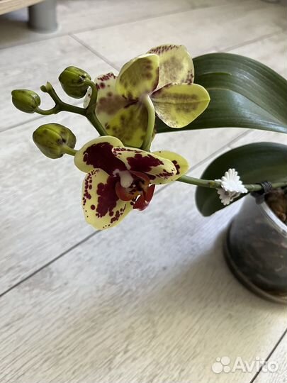 Орхидея фаленопсис