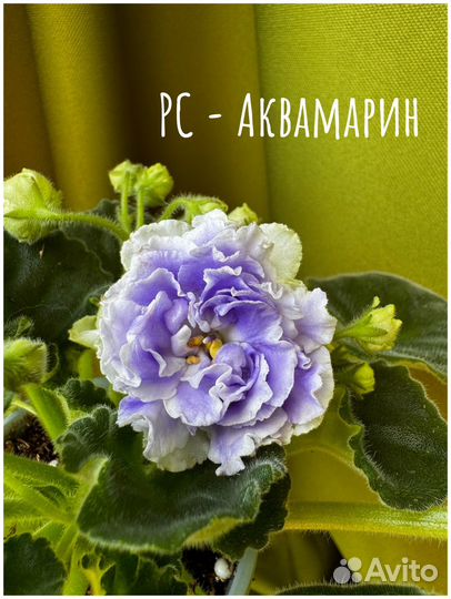 Фиалка цветущая сортовая 