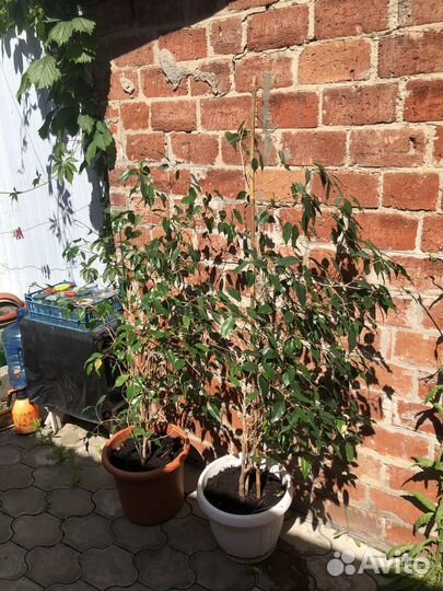 Фикус бенджамина