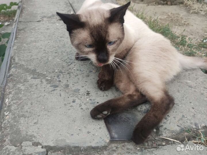 Сиамский кот