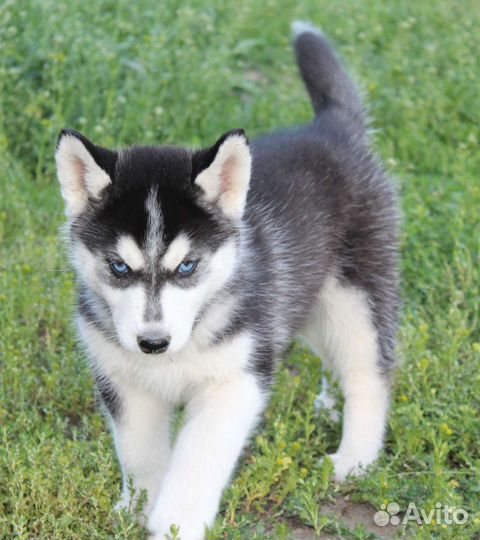 Щенки сибирской хаски