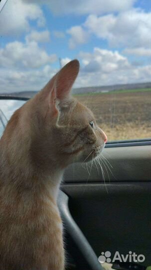 Потерялся кот