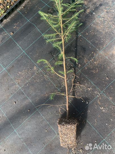 Ель обыкновенная