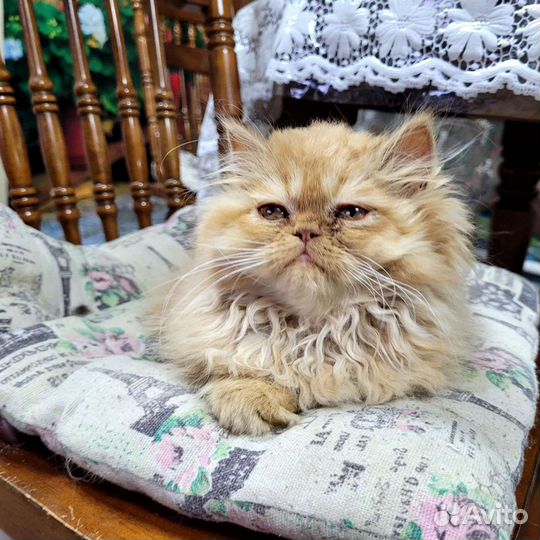 Персидская кошечка