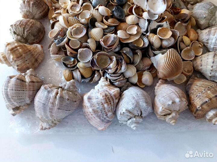 Морские ракушки.Набор для аквариума, творчества