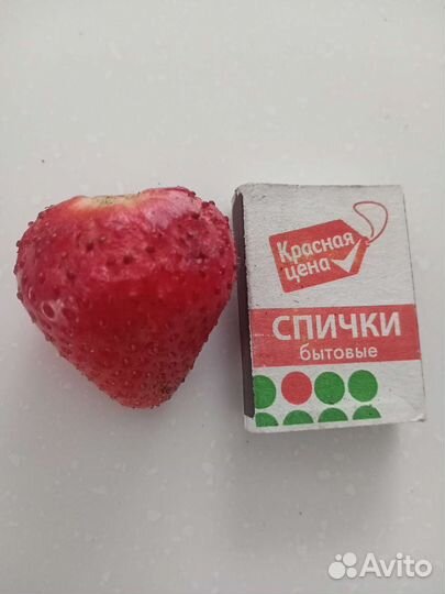 Саженцы (рассада) клубники