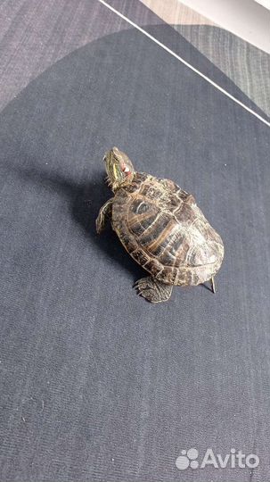 Красноухая черепаха