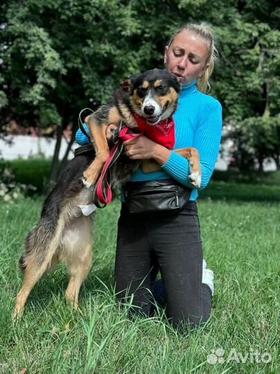 Собака в добрые руки отдам бесплатно