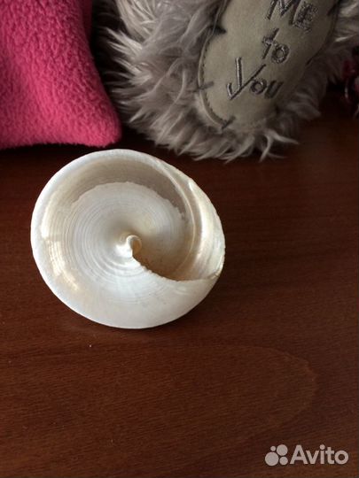 Ракушка морская