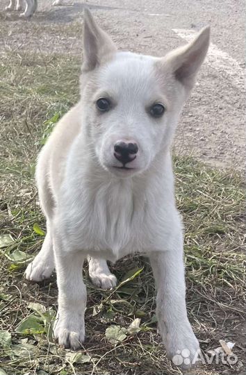 Щенки сибирской хаски/лайки помесные