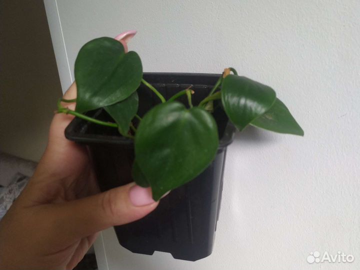 Сциндапсус золотистый+неон+энджой