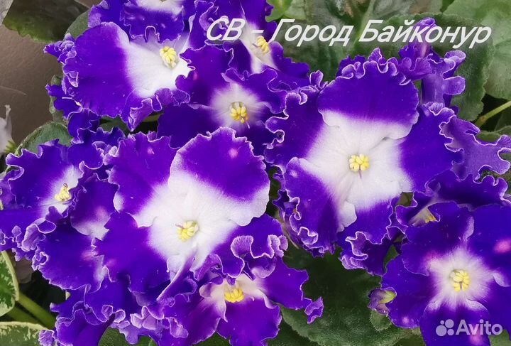 Сортовые фиалки