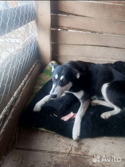 Собака Соня