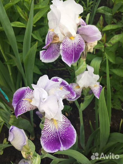 Ирисы германские