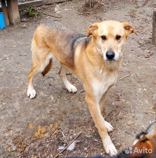 Добрая и умная Зося ищет дом