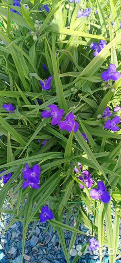 Традесканция