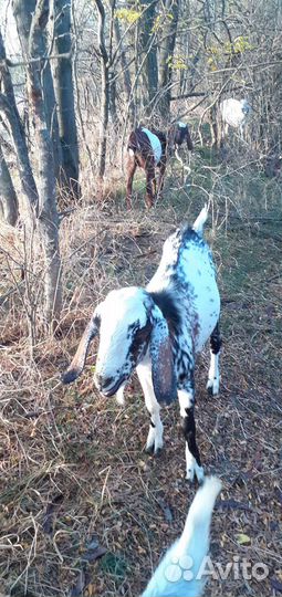 Нубийский козел