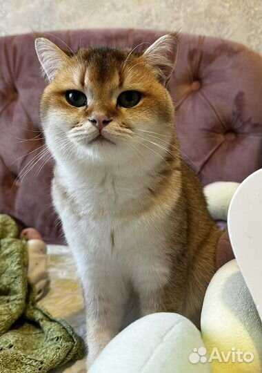Британская золотая шиншилла вязка кот