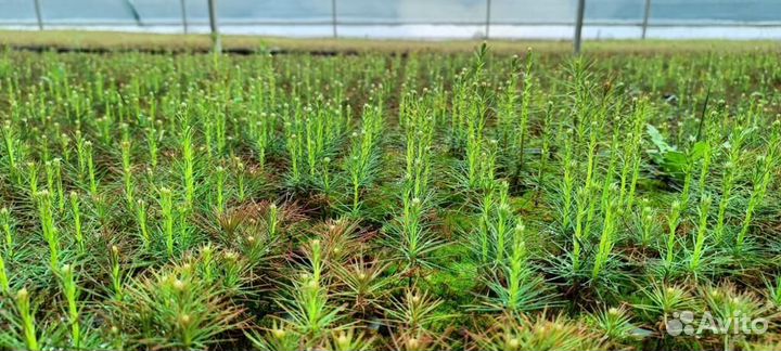 Сеянцы ели европейской зкс от производителя