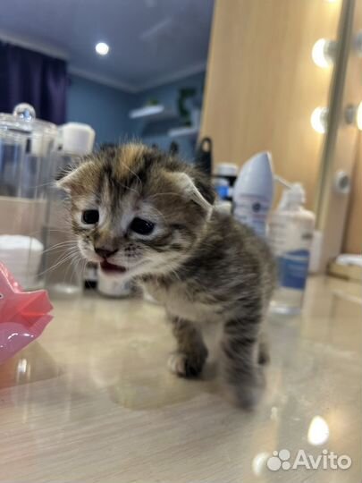 Шотладский вислоухий котенок