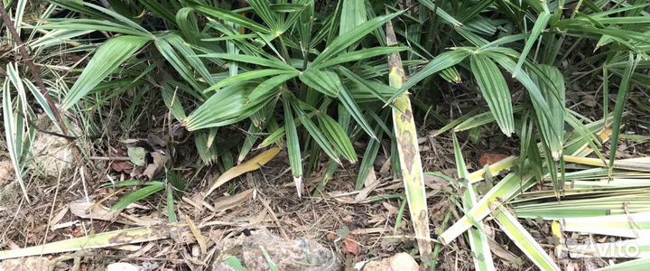 Пальма Трахикарпус Форчуна