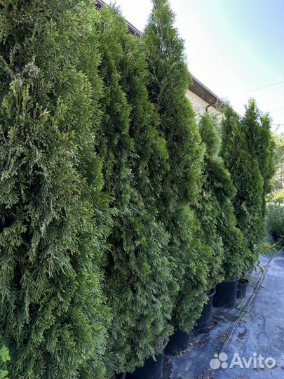 Туя смарагд