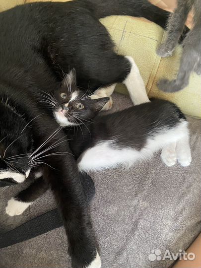 Отдам в добрые руки котят