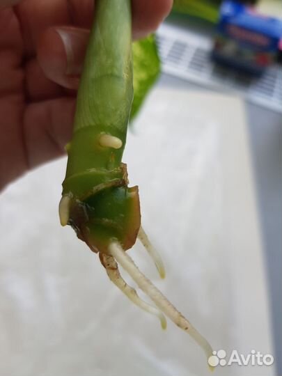 Диффенбахия пятнистая